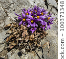 Donggang Grandma's Flower Jeongseon-eup Jeongseon-gun Gangwon-do 100371348
