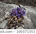 Donggang Grandma's Flower Jeongseon-eup Jeongseon-gun Gangwon-do 100371351