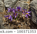 Donggang Grandma's Flower Jeongseon-eup Jeongseon-gun Gangwon-do 100371353