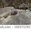 Donggang Grandma's Flower Jeongseon-eup Jeongseon-gun Gangwon-do 100371356