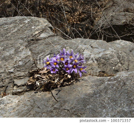 Donggang Grandma's Flower Jeongseon-eup Jeongseon-gun Gangwon-do 100371357