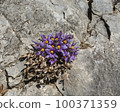 Donggang Grandma's Flower Jeongseon-eup Jeongseon-gun Gangwon-do 100371359