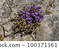 Donggang Grandma's Flower Jeongseon-eup Jeongseon-gun Gangwon-do 100371361