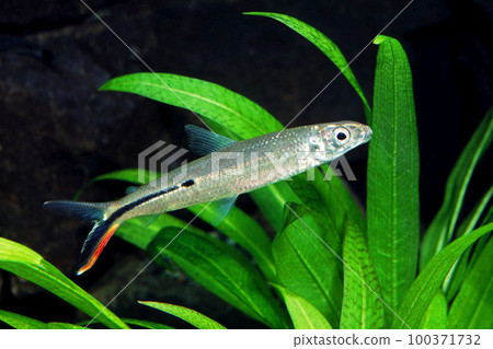 紅尾 Hemiodas 水族館 紅尾 Hemiodas 水族館 100371732