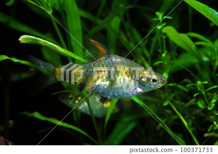 Puntius Gerius 鯉魚朋友水族館 100371733