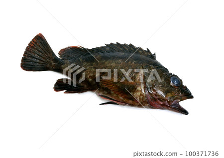 Rockfish white background Rockfish white background 100371736