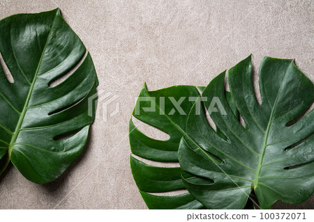 Tropic leaf background tropical foliage 100372071
