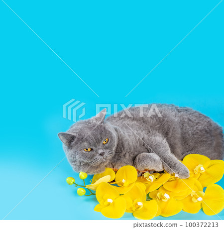 Portrait of Blue British shorthair cat with a yellow orchid flower on blue background. Banner Poster Portrait of Blue British shorthair cat with a yellow orchid flower on blue background. Banner Poster 100372213