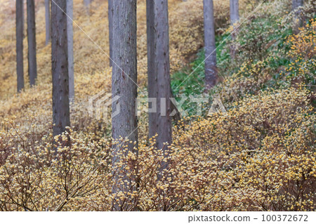 拍攝京都府綾部大糸區的三俁聚居地 拍攝京都府綾部大糸區的三俁聚居地 100372672