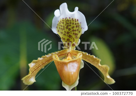 Paphiopedilum insigne Progenitor of Paphiopedilum Paphiopedilum insigne Progenitor of Paphiopedilum 100372770