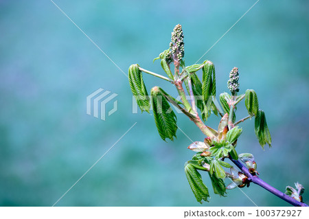 Young green leaves of Horse Chestnut on a branch in spring Young green leaves of Horse Chestnut on a branch in spring 100372927
