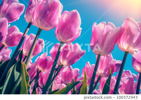 Tulips field in the spring. Pink tulips blooming against blue sky. Floral nature background 100372943