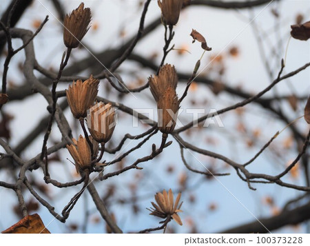 鵝掌楸果實① 鵝掌楸果實① 100373228
