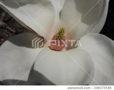 白玉蘭雄蕊和雌蕊 100373589