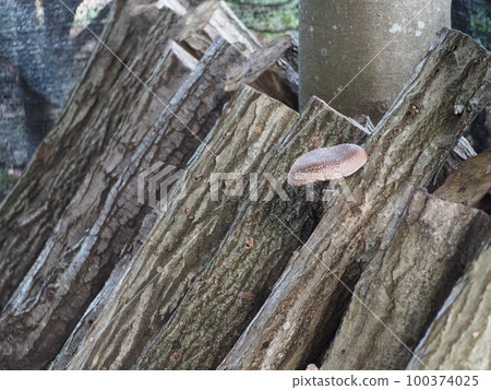Log cultivated shiitake mushrooms Small shiitake mushrooms ⑩ 100374025