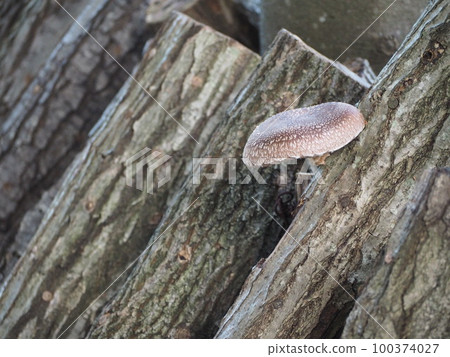 Shiitake Mushroom Log Cultivation Small Shiitake Mushroom ⑪ 100374027