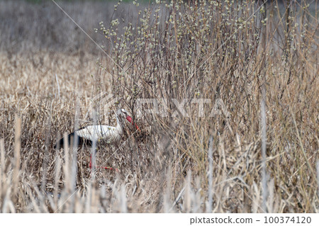 Ciconia bird from stork family in wild nature 100374120