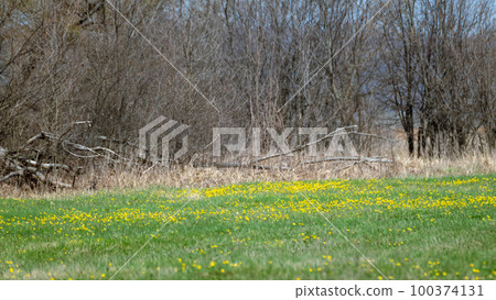 Small yellow flowers on green spring field 100374131
