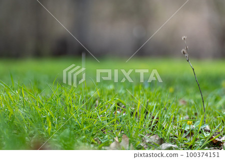 Green vivid grass in spring forest close-up 100374151