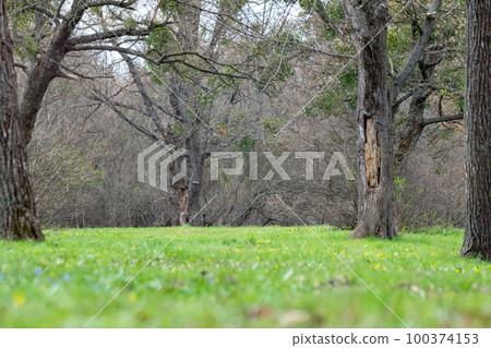 Green grass in spring forest with rotten trees 100374153