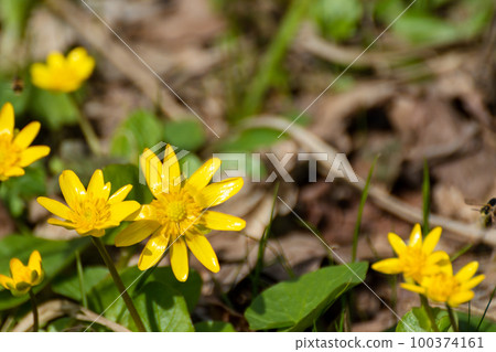 Yellow pilewort spring flower blooming close-up 100374161