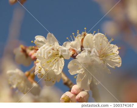 White cherry tree White cherry tree 100374167