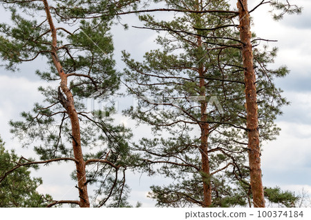 Green pine trees on gray cloudy sky background 100374184