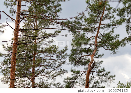 Green pine trees on gray cloudy sky background 100374185