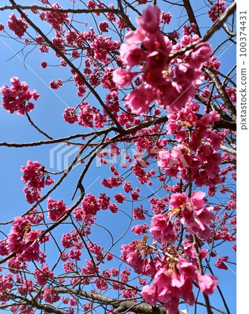flower-plum- 100374431