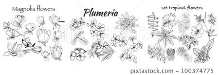 Set of Hand draw and white sketch style. Trendy botanical elements. Hand drawn line leaves branches and blooming. Can use for pattern, logo, template, banner, posters. Set of Hand draw and white sketch style. Trendy botanical elements. Hand drawn line leaves branches and blooming. Can use for pattern, logo, template, banner, posters. 100374775