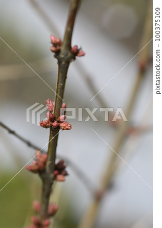 English redoul 100375109