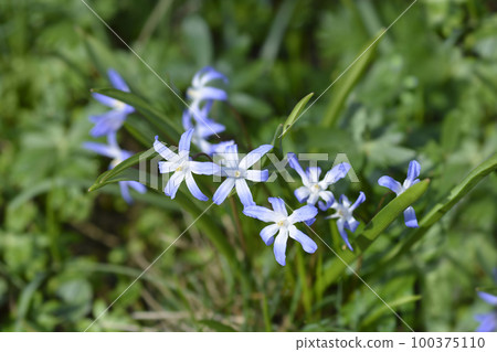 Boissiers glory of the snow 100375110