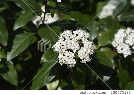 Laurustinus 100375121