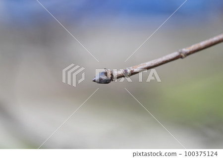 Norway maple Crimson King 100375124