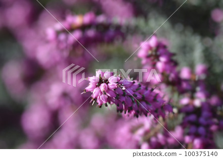 Darley Dale heath 100375140
