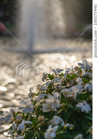 Fountain scenery of Tokyo Ueno Park 100375440