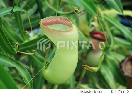 Nepenthes, carnivorous plant Nepenthes, carnivorous plant 100375520