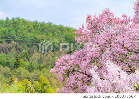[Cherry blossom material] A single cherry blossom blizzard at Kaminodaira Castle Ruins in Minami Shinshu [Nagano Prefecture] 100375567