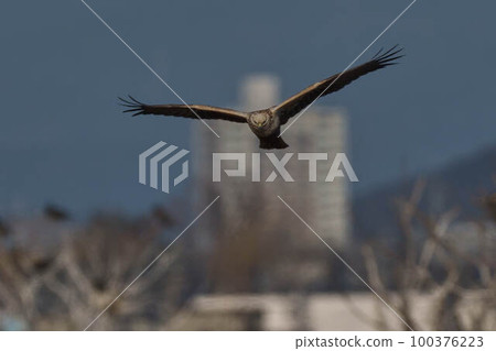 一隻烏鴉 100376223