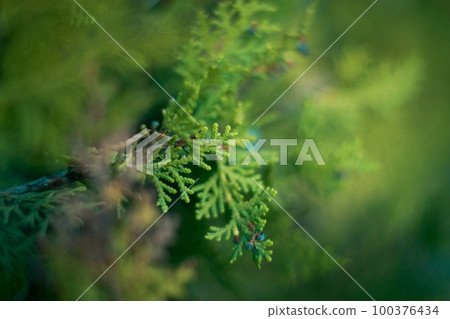 Details of the pine tree outdoors 100376434