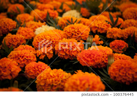 Beautiful summer flowers in the field 100376445