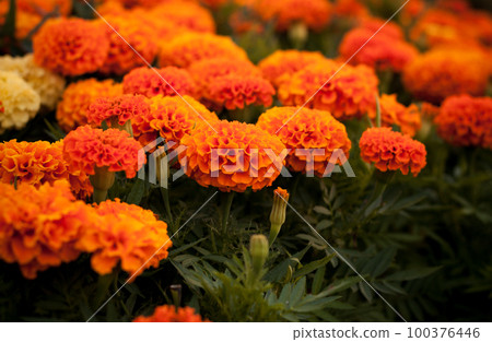Beautiful summer flowers in the field 100376446