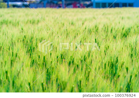 [Fresh green material] Green barley field in early summer [Nagano Prefecture] 100376924