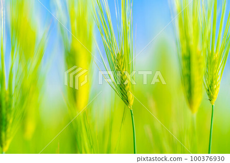 [Fresh green material] Green barley field in early summer [Nagano Prefecture] 100376930