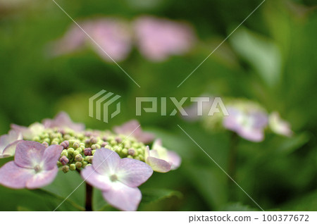 附近的繡球花 附近的繡球花 100377672