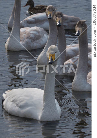 大天鵝 大天鵝 100378034