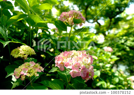 附近的繡球花 100378152