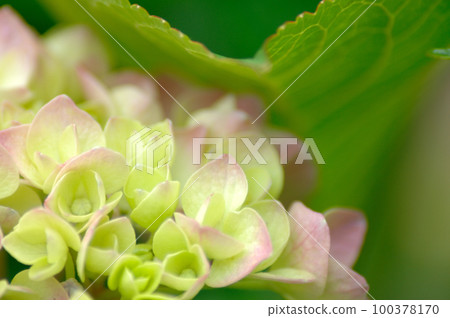 附近的繡球花 100378170
