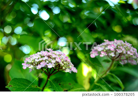 附近的繡球花 100378205