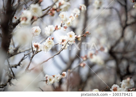 梅花開花 梅花開花 100378421